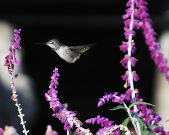 Humming Bird 1