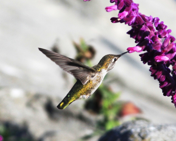 Humming Bird 3