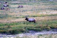 Elk near madison river